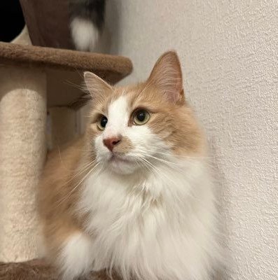 guile2006's profile picture. 