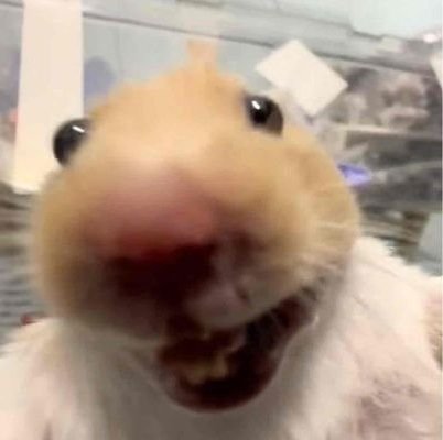 imamahsanyamin's profile picture. 