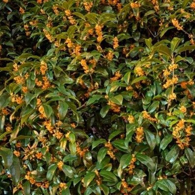 Intro_H3O's profile picture. 