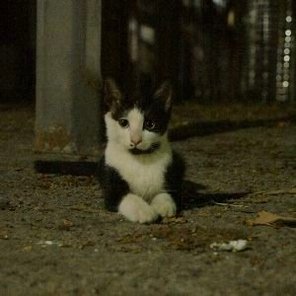 JatinSachdev19's profile picture. 