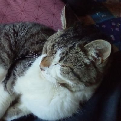 ax64544696's profile picture. リプライ、リポストがメインです。写真左側が長野県八ヶ岳連峰、真ん中が諏訪湖です。