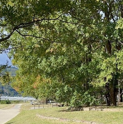 maojuske's profile picture. 