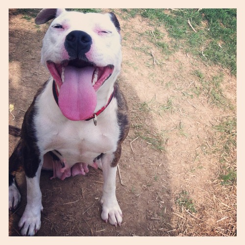 Woman/Mother/Vegan/Animal Rescuer/Pitbull Advocate - Ban The Deed NOT The Breed/Poet/Artist/ 

Find my animal rescue page on FB. Maysville Rescue Team