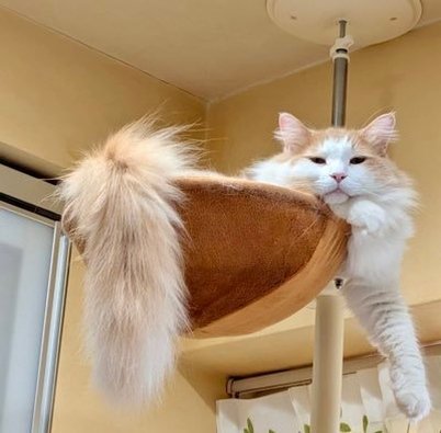 nirina82's profile picture. 