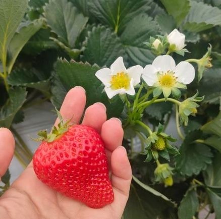 oomSnop's profile picture. 