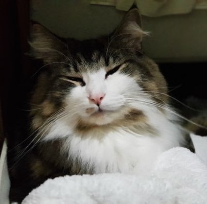 paetanie's profile picture. 