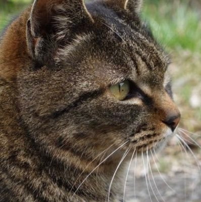 ricardocrispim1's profile picture. 