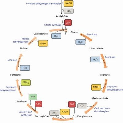 CwTwYos's profile picture. 見識を広げるためにXをはじめました。よろしく！日常では出会うことのない様々な人の生き方や考え方を参考にさせて下さい！Greeting from Japan. I’m interested in hearing authentic local voices to better understand the world.