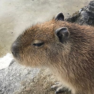 Sangeet80752115's profile picture. 