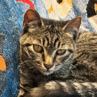 kkyumkkyu's profile picture. 고로케를 이제… 고로케 샀습니다.