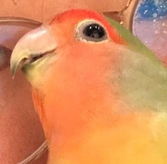 SparkyKarl22's profile picture. 