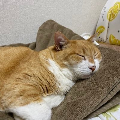 thaiszvb's profile picture. 