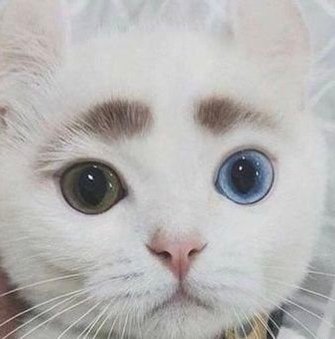 uniquemonopoly's profile picture. 