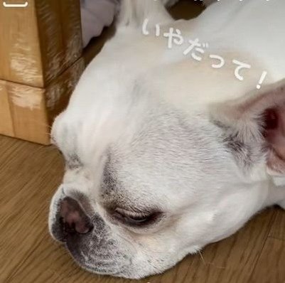 Xiaoling__Yao's profile picture. 