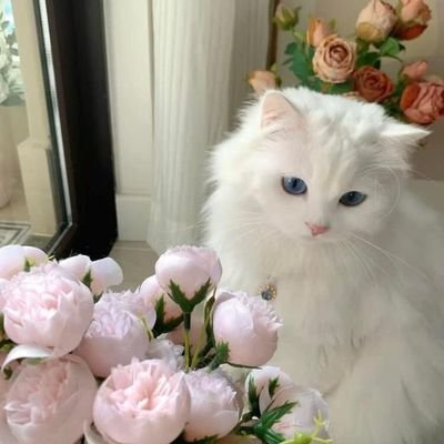 A_0l1M's profile picture. أؤمن بالشعور 🦋