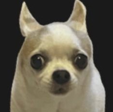 xdavil's profile picture. 