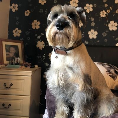 00sfield's profile picture. LONDONTAXIGREENBADGE,UTAG  massive oil user 🚨CLIMATE CRISIS IS A PONZY SCHEME🚨 ♥️THE80s😀  BRITISH BY BIRTH  ENGLISH BY THE GRACE OF GOD 🌹🇬🇬🌹