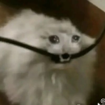 astarrinight's profile picture. ya i might be a little unhinged these days n no idgaf