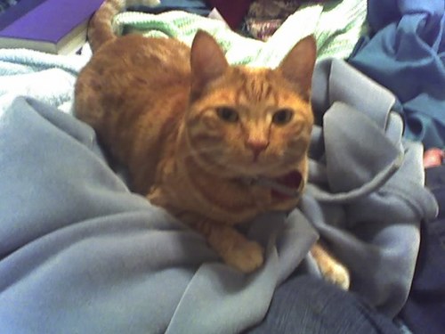 DeniseMetz1's profile picture. 