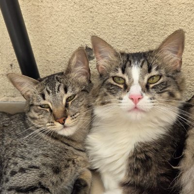 SebaCruzadoUC's profile picture. Ing en Transporte UC, mi vida es la Cato, los trenes, el transporte público, la bici, la astronomía, el rock y Los Simpsons. Mi madre y mi Cuchi, mis estrellas