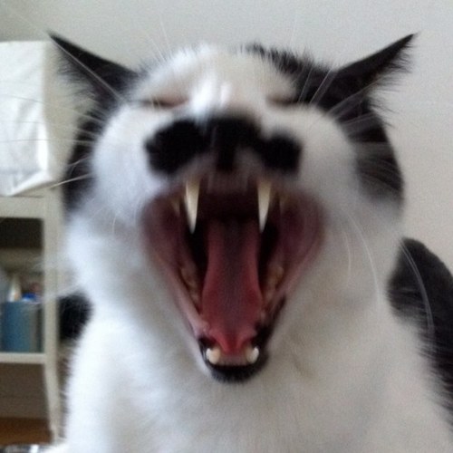 ねこのチョビです