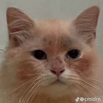 IvyQuiin's profile picture. everything will be okay 🎋