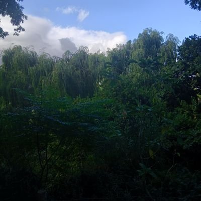 logacrimz's profile picture. don't stress me