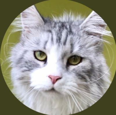 BenTallmadge01's profile picture. Support the independence of Taiwan, Tibet, East Turkistan, Inner Mongolia and Manchuria.

Followed by @DonaldJTrumpJr