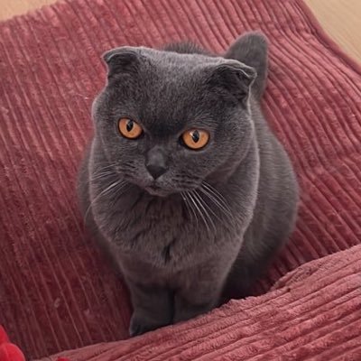 PearlGreyGirly's profile picture. 5 yr old ceo of breathing (I have asthma) | blue Scottish Fold girlie | gotcha day January 12, 2025 | mom is 20s, she/her | no AI!!