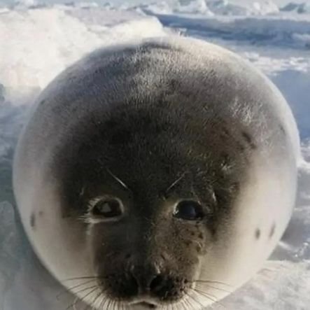 KolarOpposite's profile picture. 15 | Very Cool Artist! | Multifandom | #Novusorbis Creator | Bluesky: https://t.co/oCJzHyyKRg | Priv: