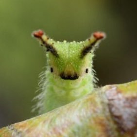 lumii_bug's profile picture. EDNOS🌻🥤🌈 55kg/121lbs 🥦🍎🚌 162cm/5’3 🖍️ 🍐🌞 BMI 21.1🦜📌🐝 #edtwt #shtwt #prorecovery 🍌🐞🧩 i love u all 🍯🌱🛴