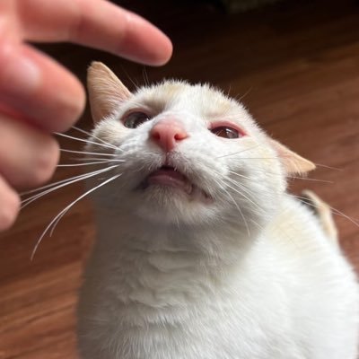 CarmenFung831's profile picture. 30⬆️｜🪨🚬✖️｜✖️全肯定bot 🌠🌌🔭🏕️⛰️