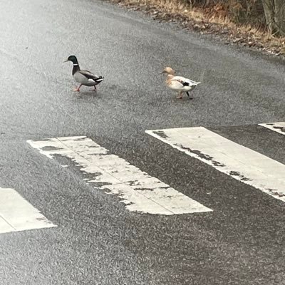 Ufjebote1's profile picture. 