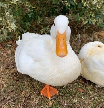 sanjay_awesome's profile picture. I am Sanjay      Son of Joy