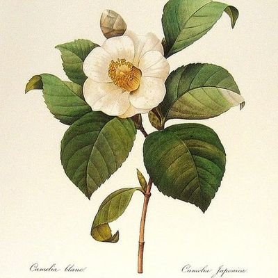 DeathIDF_13's profile picture. 