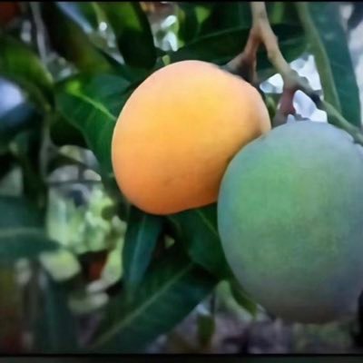 Amourbonhe26411's profile picture. 