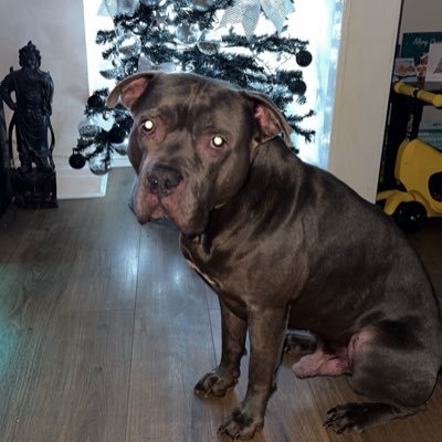 Trapson23's profile picture. 