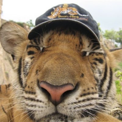 crayonmutt's profile picture. ✧.* 🪴 21 • he/she/they , queer butch lesbian !! 🧃 Furry Artist 📻🌿 BLM •1312 • FREE PALESTINE 🇵🇸 ——🐾 🦋☁️ BSKY 4 ART // COMMS OPEN! || 💖@reni583