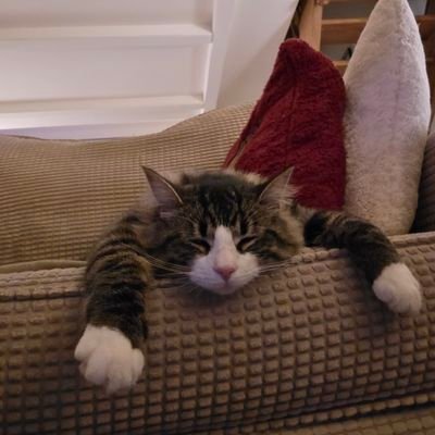 Jouvente286095's profile picture. L’ONU ne peut pas créer d’État palestinien : l’article 80 de sa Charte le lui interdit. 🇮🇱💙