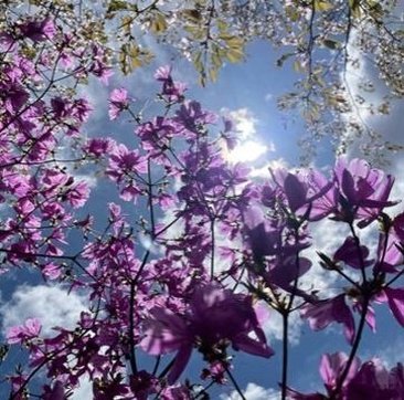 Hasan86694561's profile picture. 