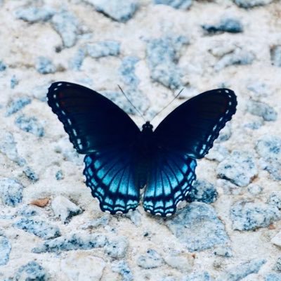 GreenApplelina's profile picture. ✿ Love all LIs ✿ 20 she/her ✿ Mostly repost account ✿ Dni minors and proshippers.