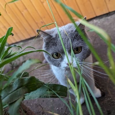 NoxDTM's profile picture. music clips and shitposting discord: noxdtm