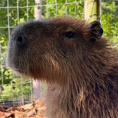 arikan000's profile picture. カピバラと競馬とストリップが大好きな男です