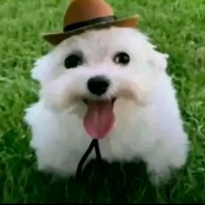 WORM_L0VER's profile picture. friendship city unlimited . normal girl | she/it/pup | no minors 🔞🏳️‍⚧️♥️🇵🇸🔆🦋 ΘΔ