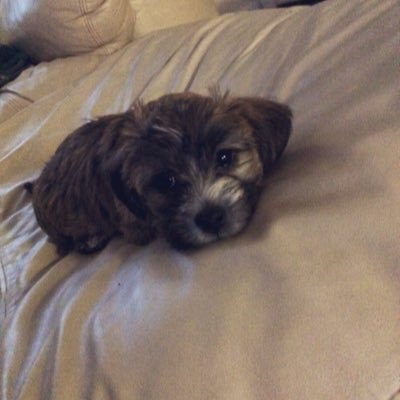 _LouiWest's profile picture. 