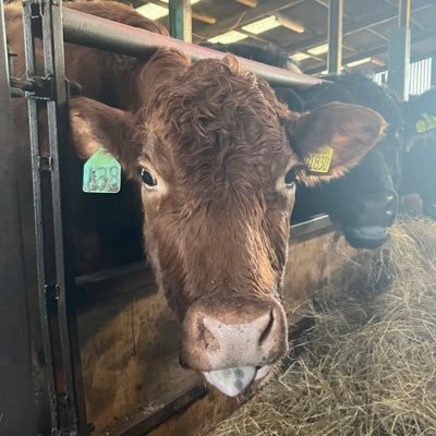 KatyMowat's profile picture. 