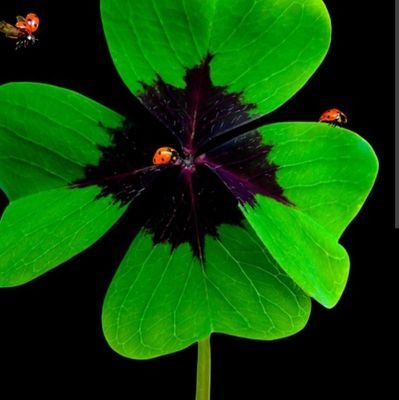 Kasir446782's profile picture. 