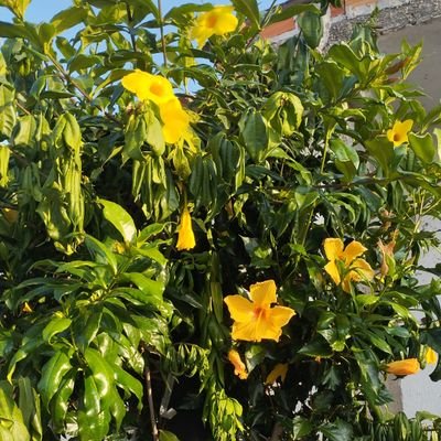 KekeSsiZz's profile picture. •°.•🫐.🫐•.°•
Kathelyn / Keké
23y
•°.•🩷💛🩵•.°•
Touro / INFJ
Simpática ~ Fada Sociável
•°.•🫐.🫐•.°•