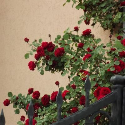 roseee__j's profile picture. 실수투성이 말썽꾸러기지만 그걸 감추고 싶진 않아