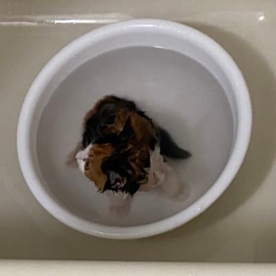 SHIYARUฅ のアバター